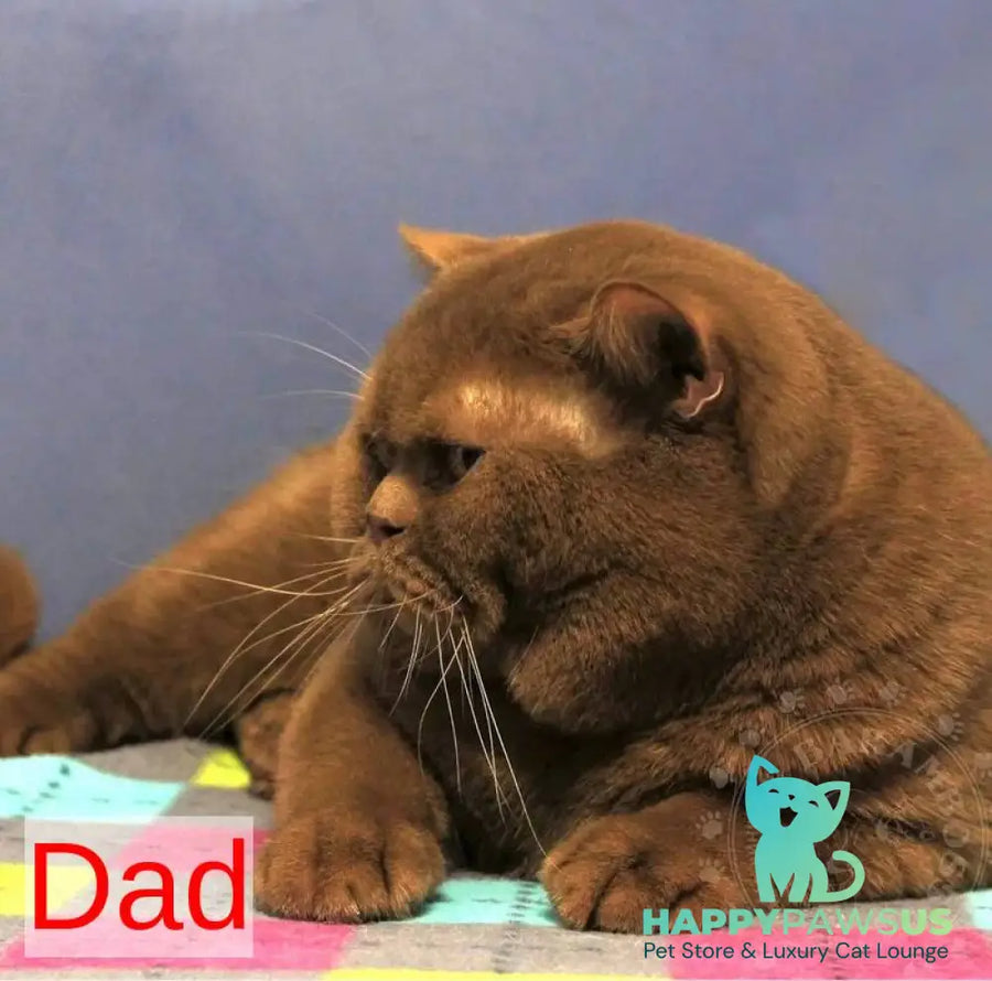 Gladys British Shorthair female black - live animals