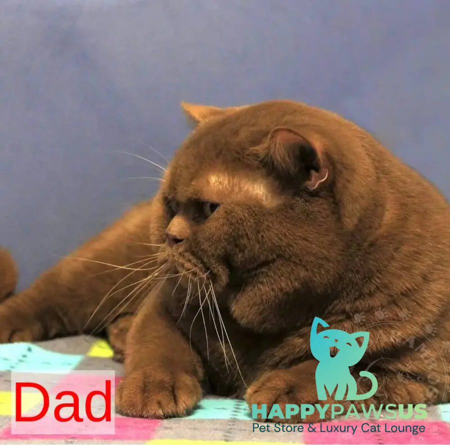 Gladys British Shorthair female black - live animals