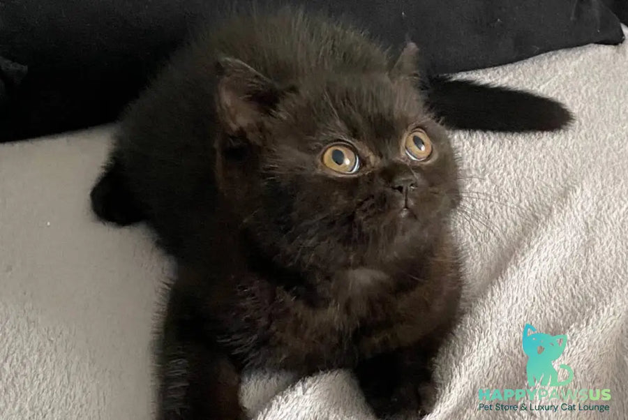 Gladys British Shorthair female black - live animals
