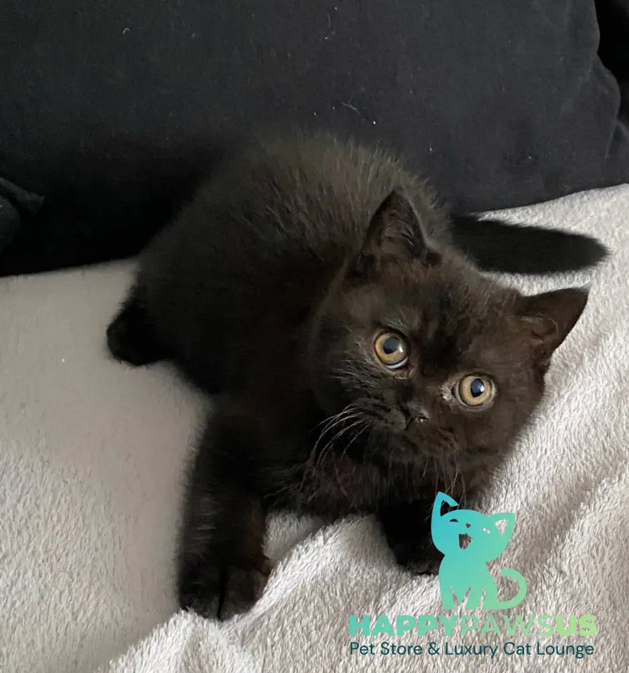 Gladys British Shorthair female black - live animals