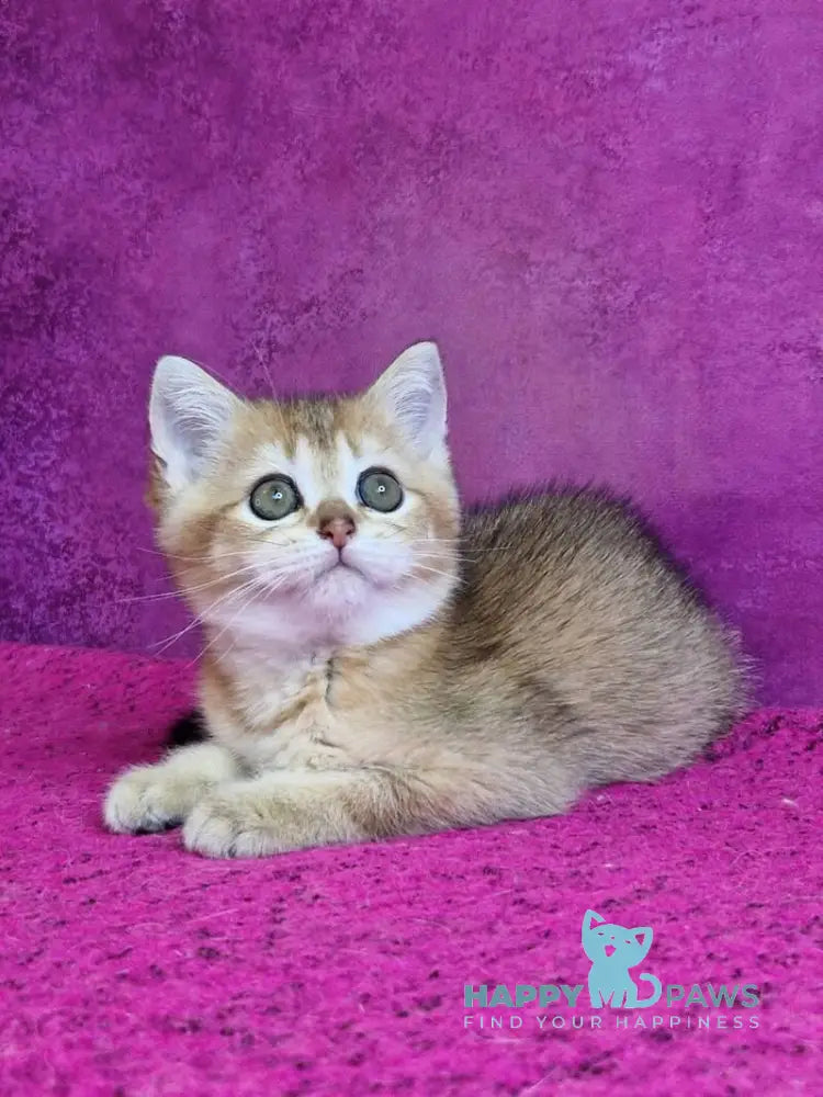 Glafira British Shorthair female black golden ticked tabby live animals
