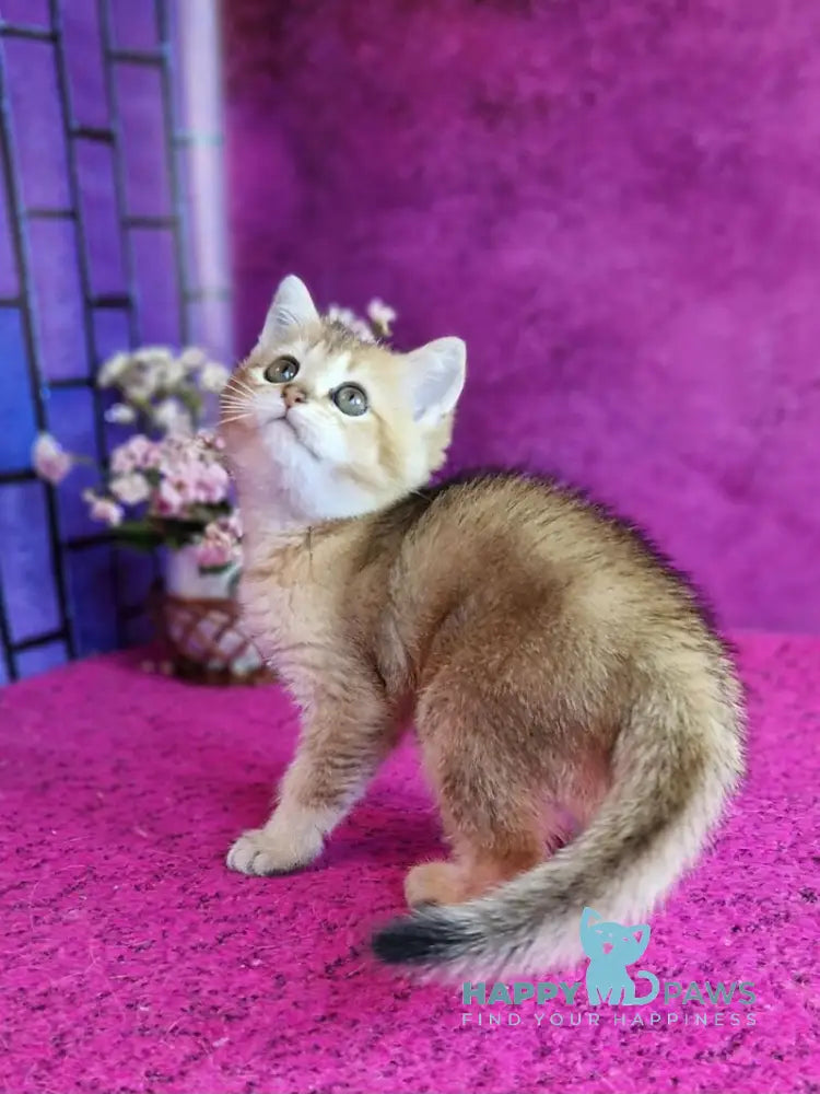 Glafira British Shorthair female black golden ticked tabby live animals