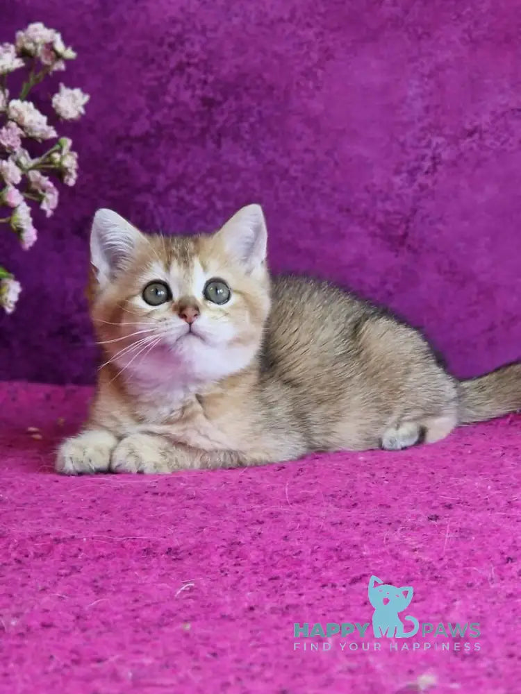 Glafira British Shorthair female black golden ticked tabby live animals