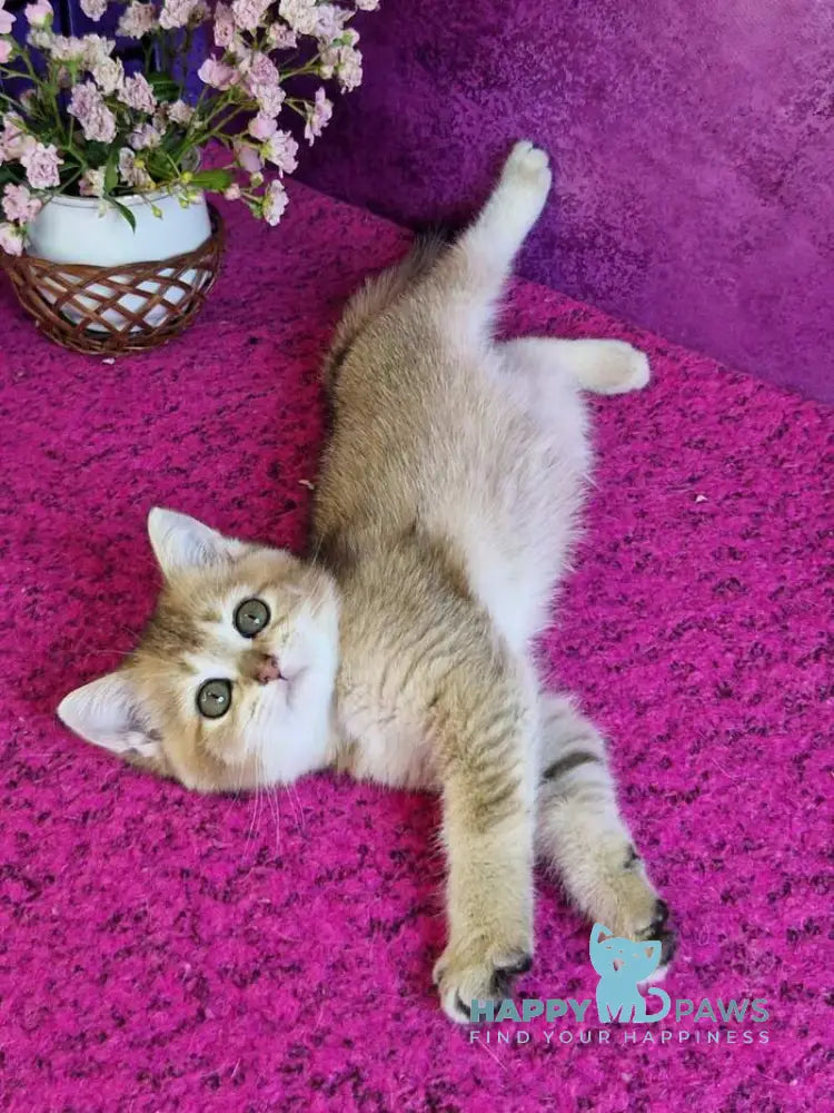 Glafira British Shorthair female black golden ticked tabby live animals