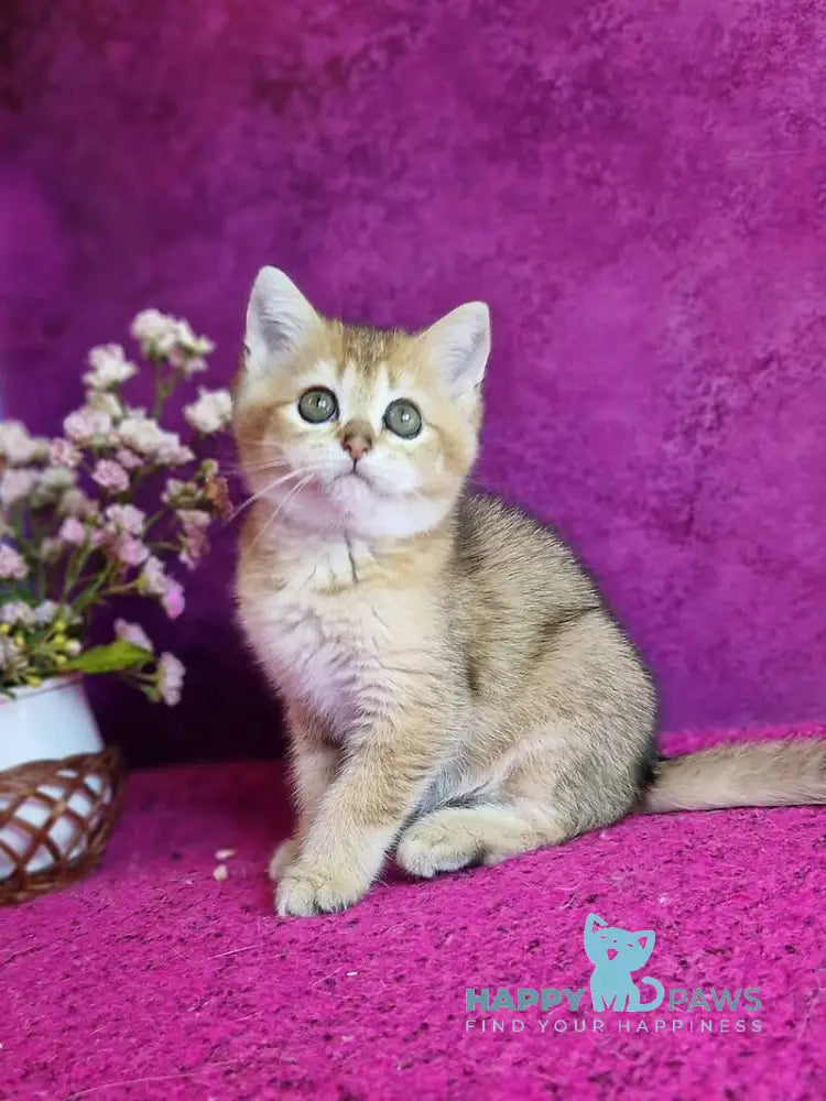 Glafira British Shorthair female black golden ticked tabby live animals