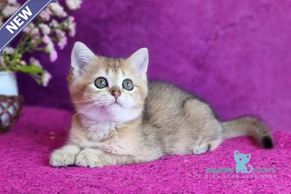 Glafira British Shorthair female black golden ticked tabby live animals