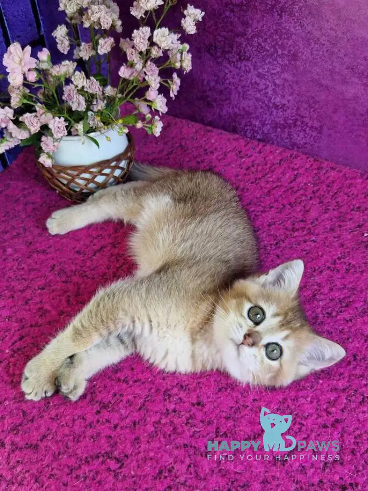 Glafira British Shorthair female black golden ticked tabby live animals