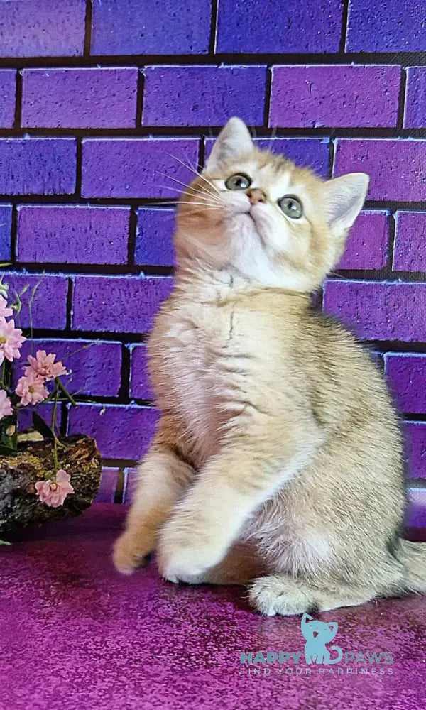 Glafira British Shorthair female black golden ticked tabby live animals