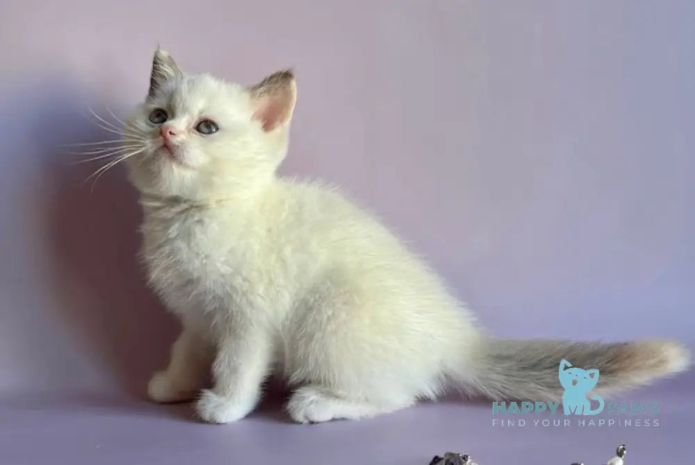 Glafirа British Shorthair Female Chocolate Tortie Pointed Bicolour Live Animals