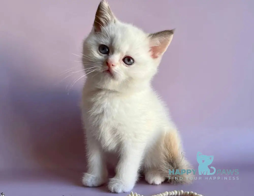 Glafirа British Shorthair Female Chocolate Tortie Pointed Bicolour Live Animals