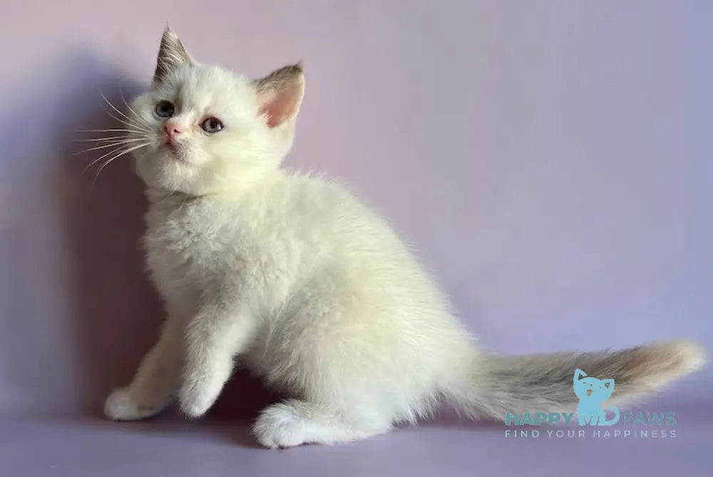 Glafirа British Shorthair Female Chocolate Tortie Pointed Bicolour Live Animals