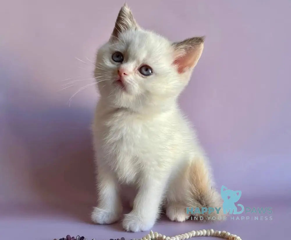 Glafirа British Shorthair Female Chocolate Tortie Pointed Bicolour Live Animals