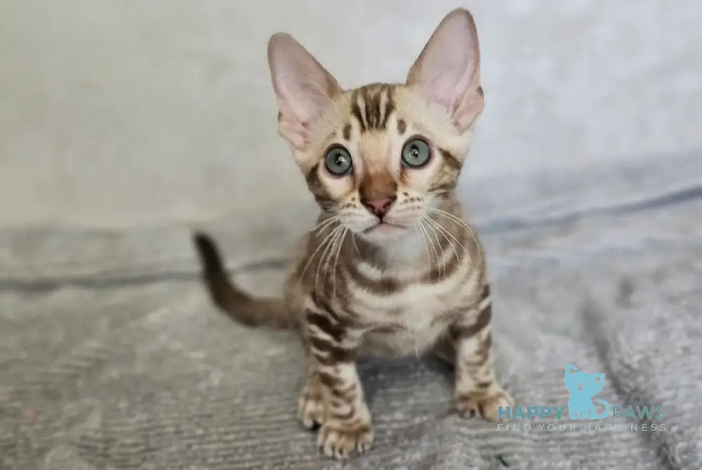 Glamour Bengal male snow mink live animals