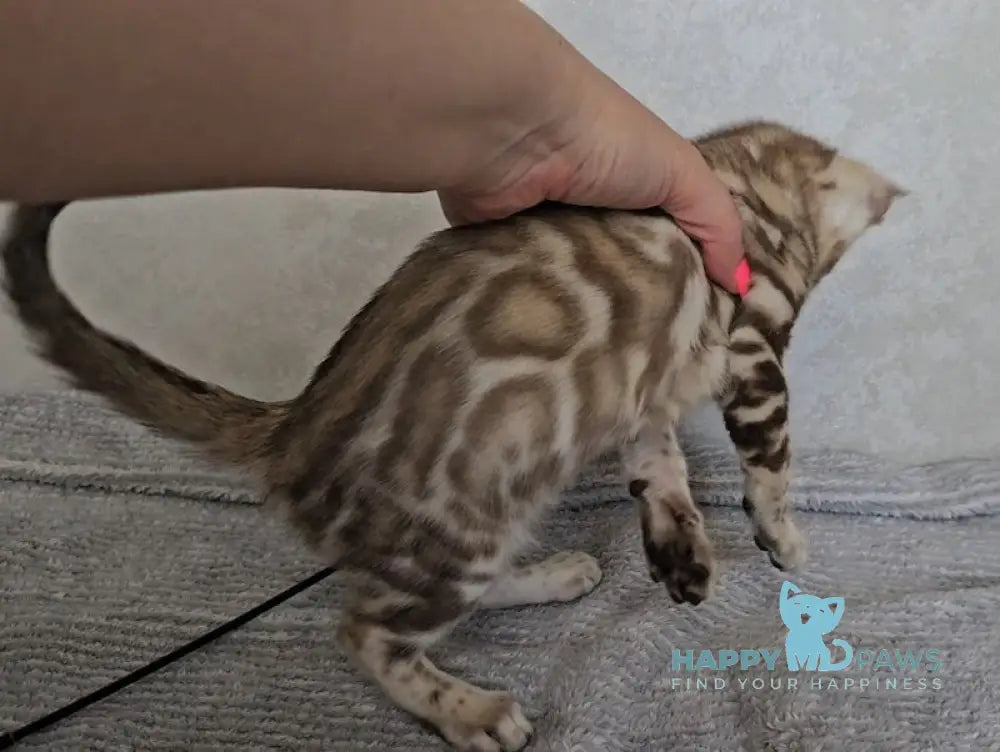 Glamour Bengal male snow mink live animals