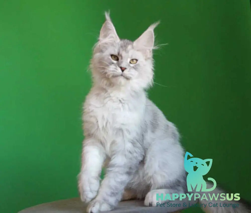 Glamour Maine Coon male black silver tabby live animals