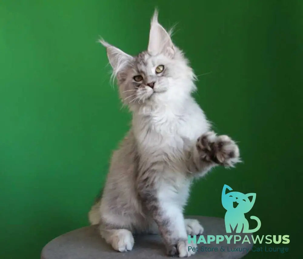 Glamour Maine Coon male black silver tabby live animals