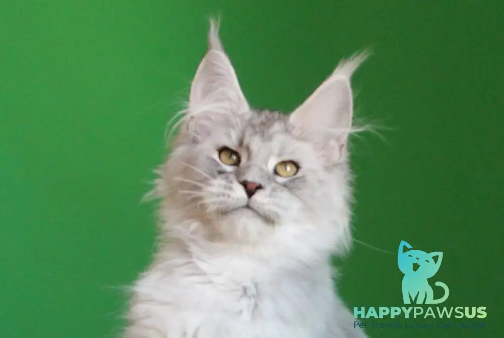 Glamour Maine Coon male black silver tabby live animals
