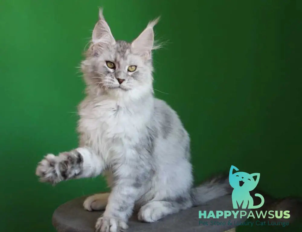 Glamour Maine Coon male black silver tabby live animals