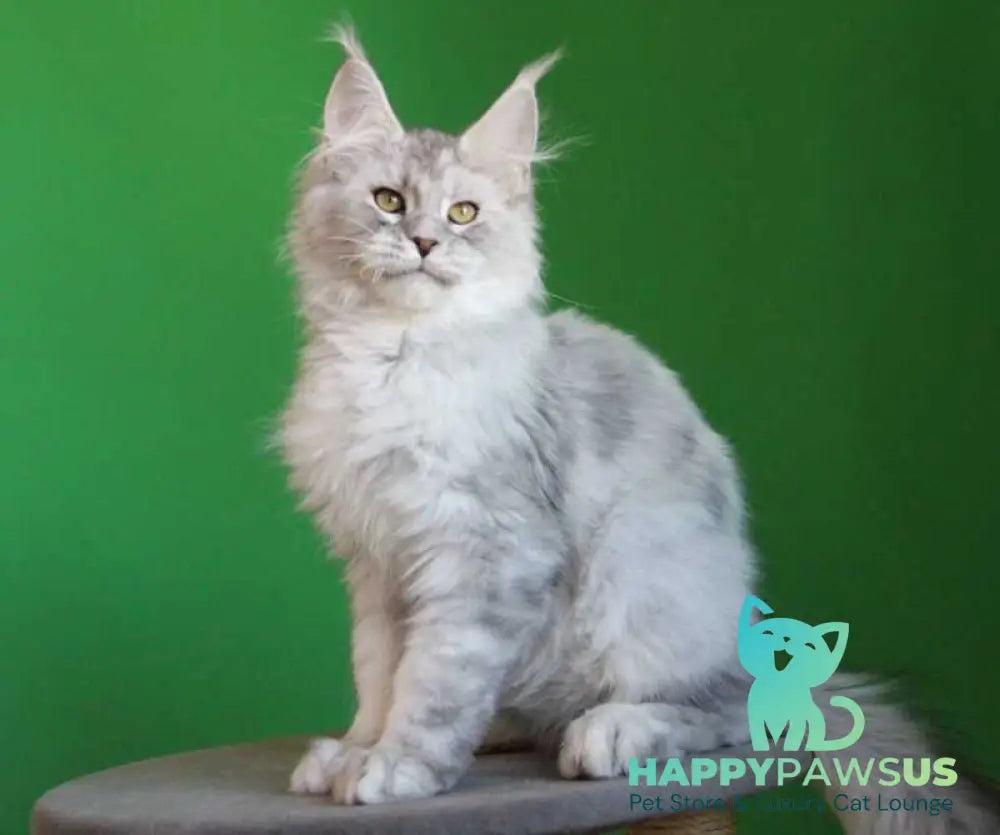Glamour Maine Coon male black silver tabby live animals