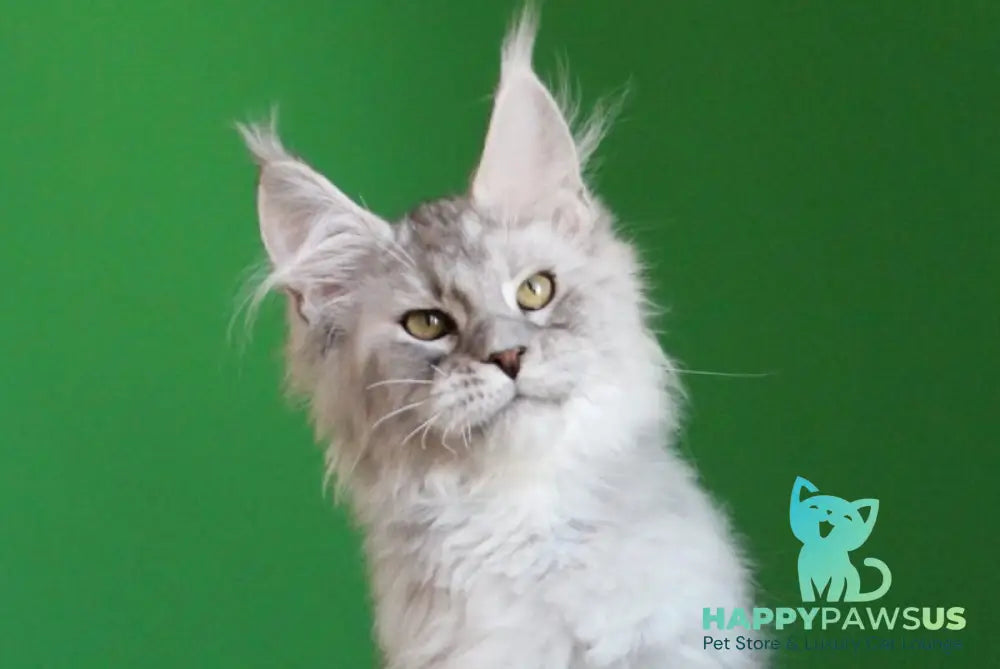 Glamour Maine Coon male black silver tabby live animals