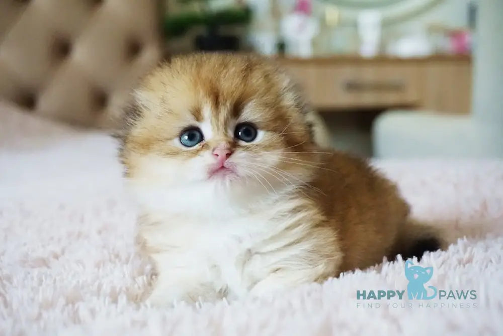 Glamur Scottish Fold male black golden chinchilla live animals