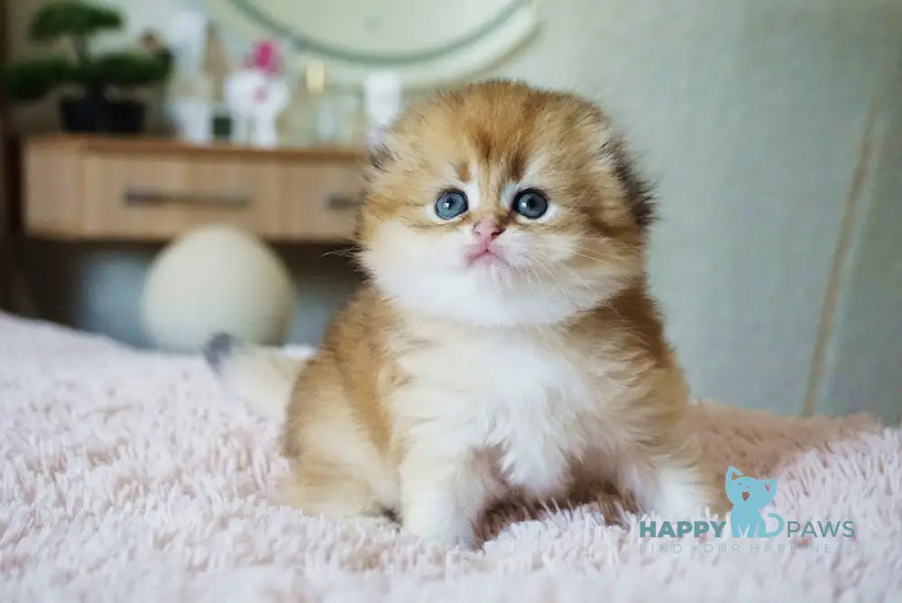 Glamur Scottish Fold male black golden chinchilla live animals