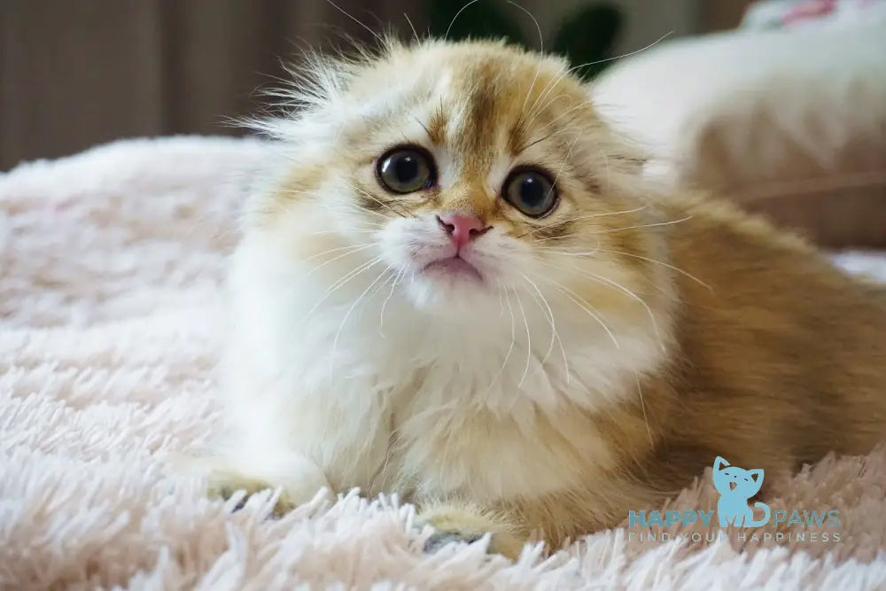 Glamur Scottish Fold male black golden chinchilla live animals
