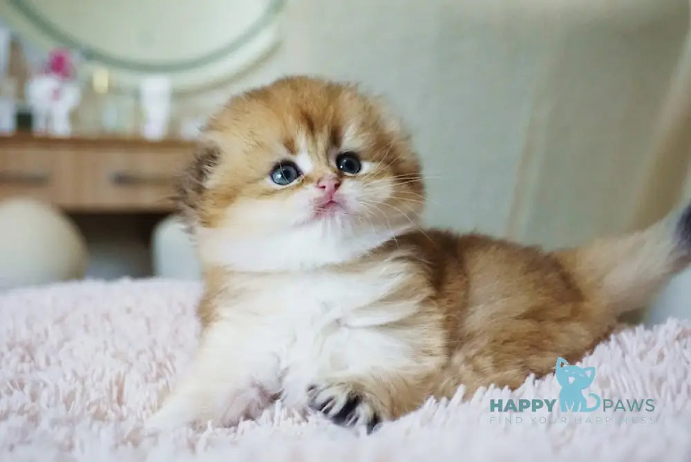 Glamur Scottish Fold male black golden chinchilla live animals