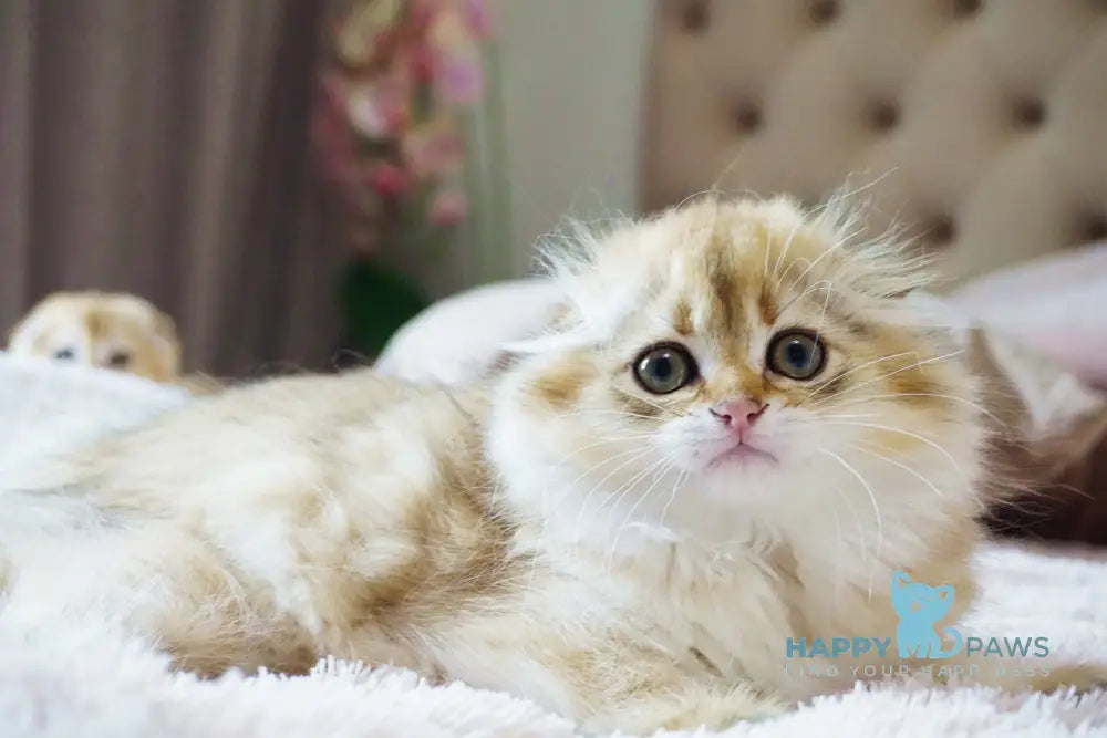 Glamur Scottish Fold male black golden chinchilla live animals