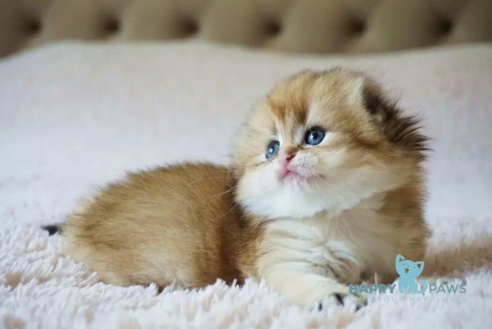 Glamur Scottish Fold male black golden chinchilla live animals