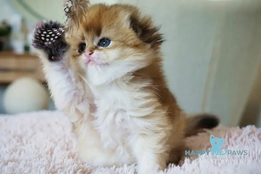 Glamur Scottish Fold male black golden chinchilla live animals