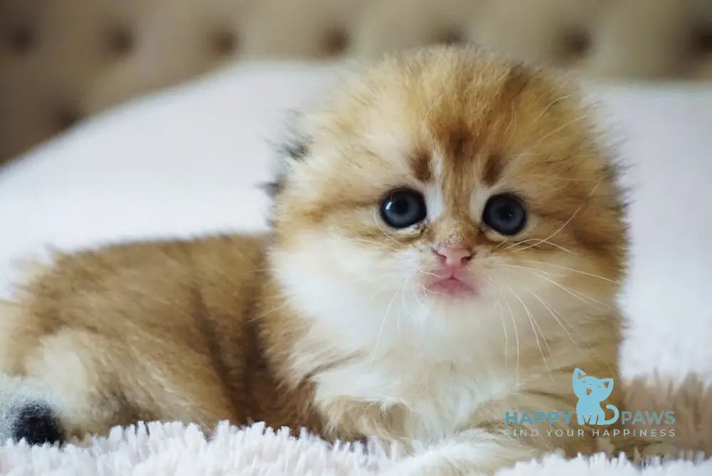 Glamur Scottish Fold male black golden chinchilla live animals