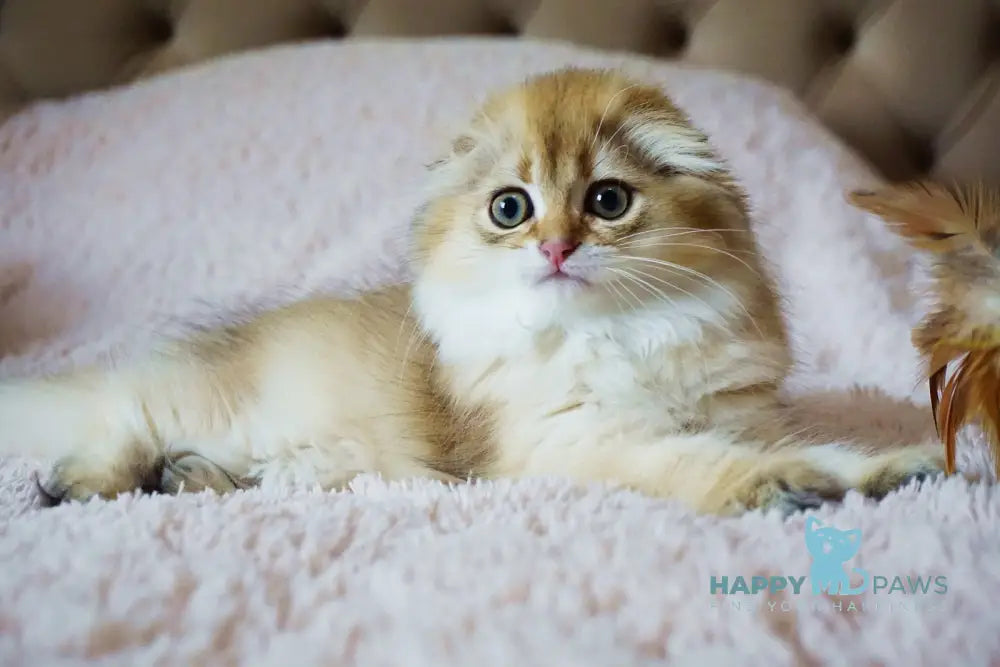 Glamur Scottish Fold male black golden chinchilla live animals