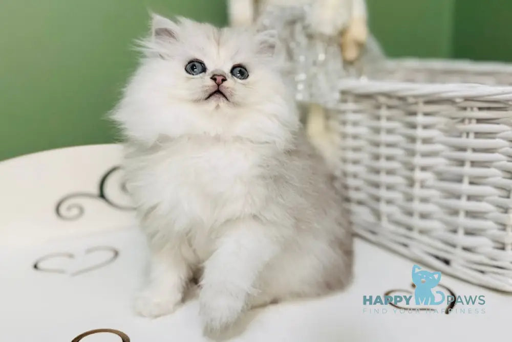 Glamurchik Scottish Straight Male Black Silver Shaded Live Animals