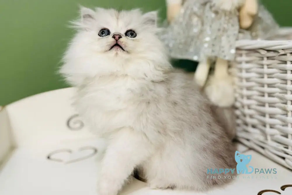 Glamurchik Scottish Straight Male Black Silver Shaded Live Animals