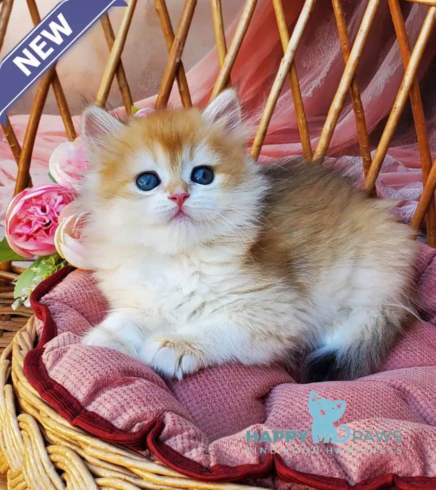 Glasha British Longhair female black golden chinchilla live animals
