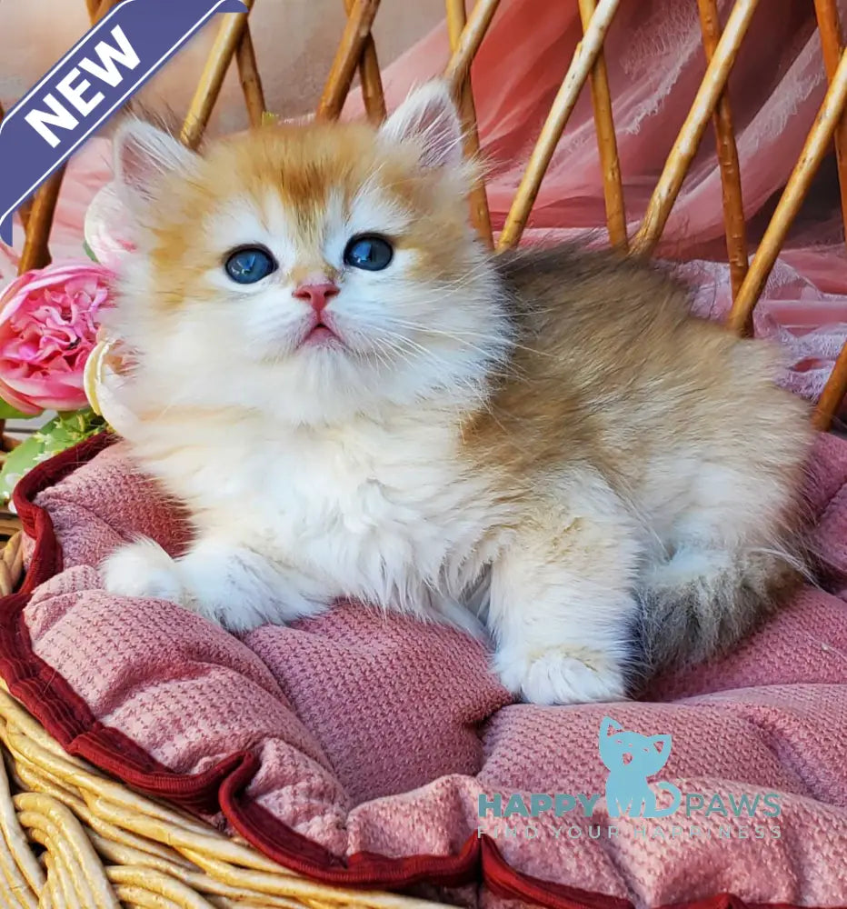 Glasha British Longhair female black golden chinchilla live animals