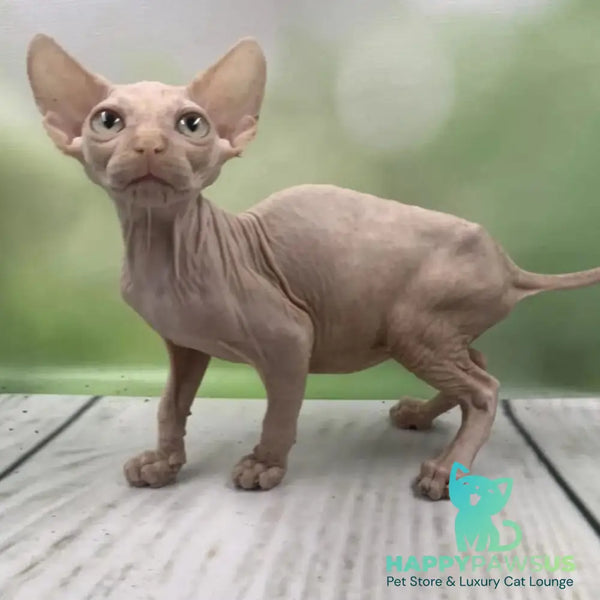 Glasha Canadian Sphynx female cream - live animals