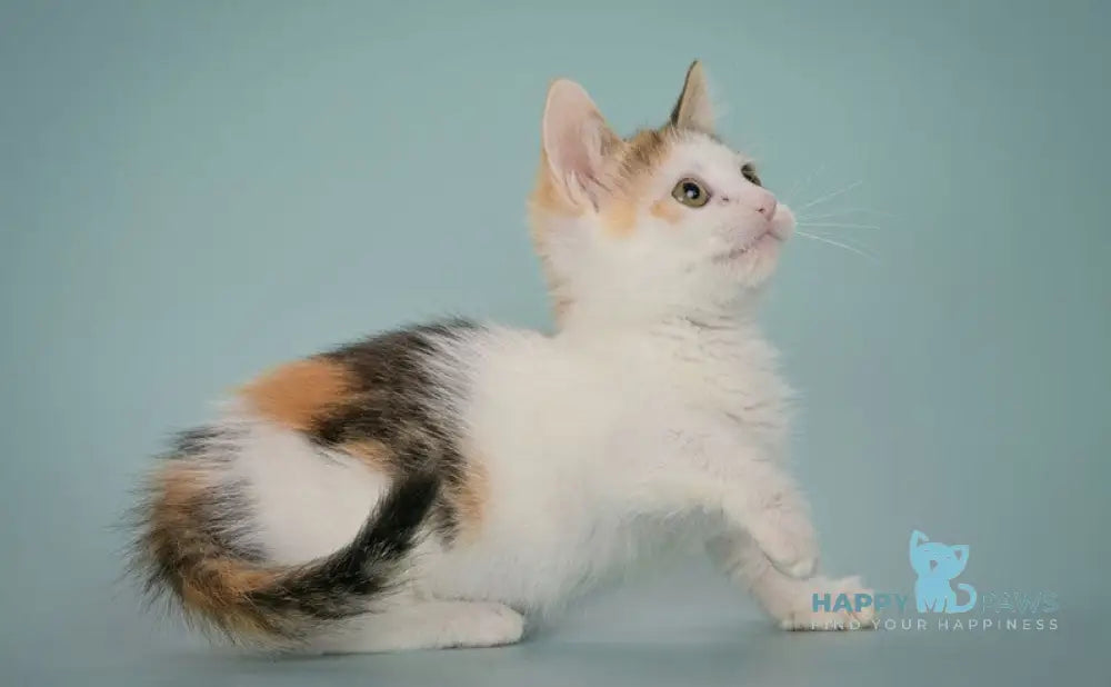 Glasha Munchkin female black tortie bicolour tabby live animals