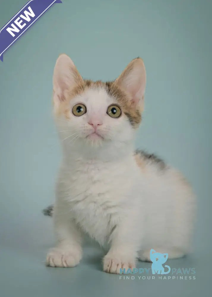Glasha Munchkin female black tortie bicolour tabby live animals