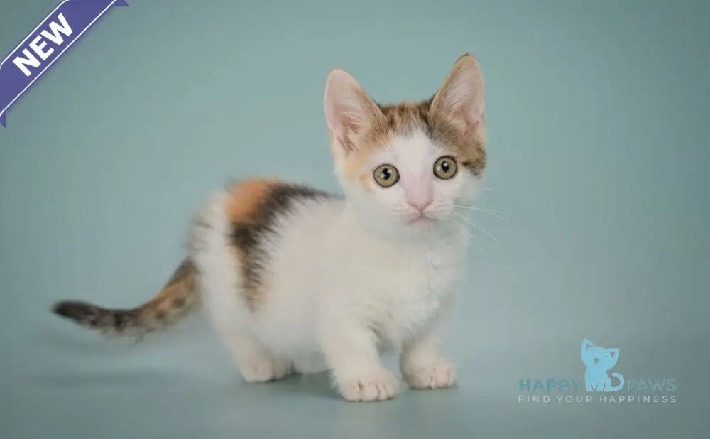 Glasha Munchkin female black tortie bicolour tabby live animals
