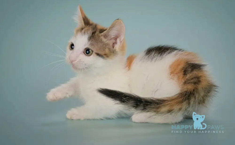 Glasha Munchkin female black tortie bicolour tabby live animals