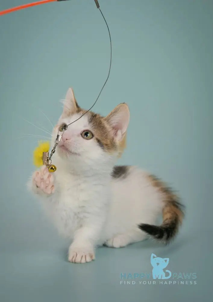 Glasha Munchkin female black tortie bicolour tabby live animals