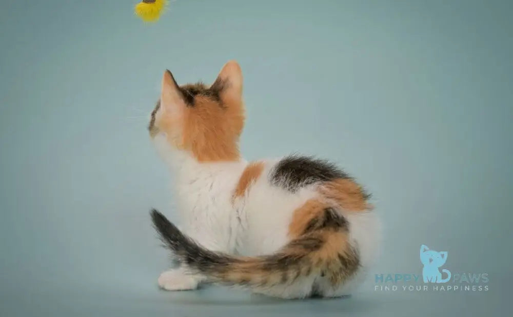 Glasha Munchkin female black tortie bicolour tabby live animals