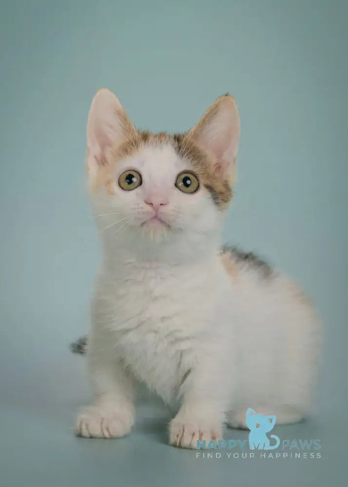 Glasha Munchkin female black tortie bicolour tabby live animals