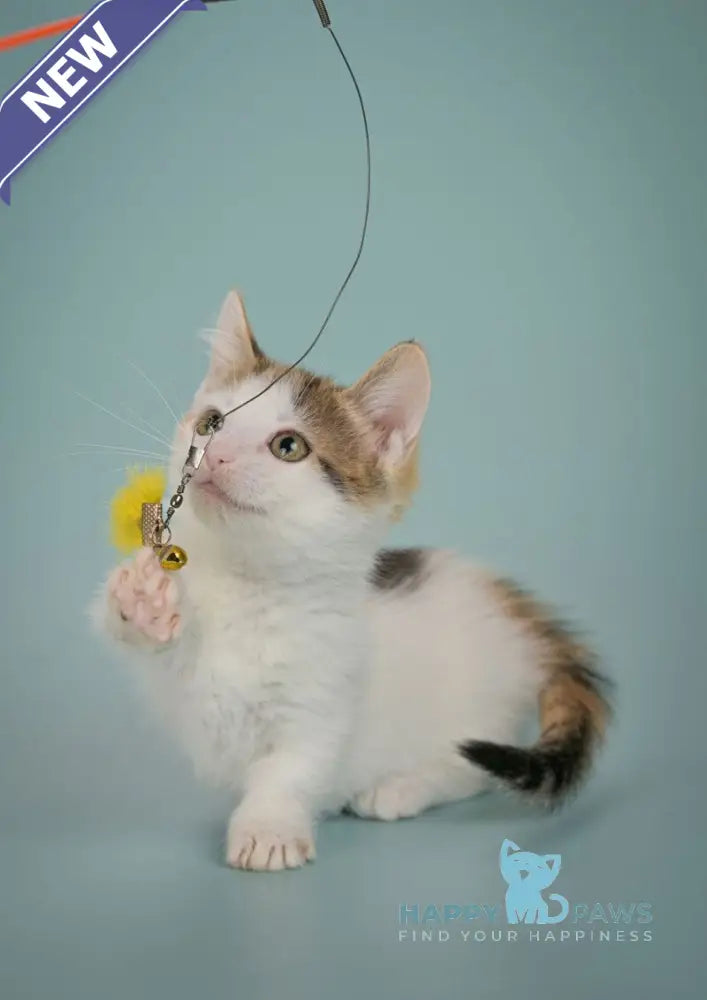 Glasha Munchkin female black tortie bicolour tabby live animals