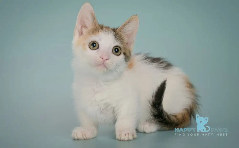 Glasha Munchkin female black tortie bicolour tabby live animals