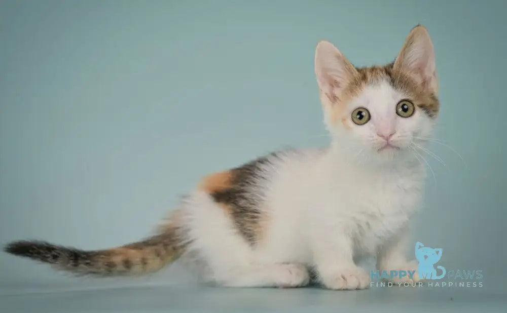 Glasha Munchkin female black tortie bicolour tabby live animals