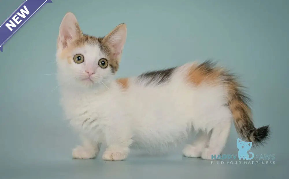 Glasha Munchkin female black tortie bicolour tabby live animals