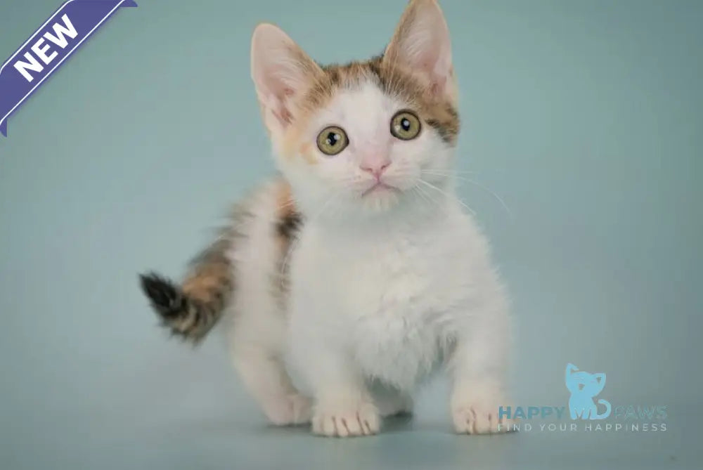 Glasha Munchkin female black tortie bicolour tabby live animals